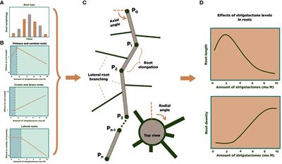 Modeling the effects of strigolactone levels on maize root system architecture